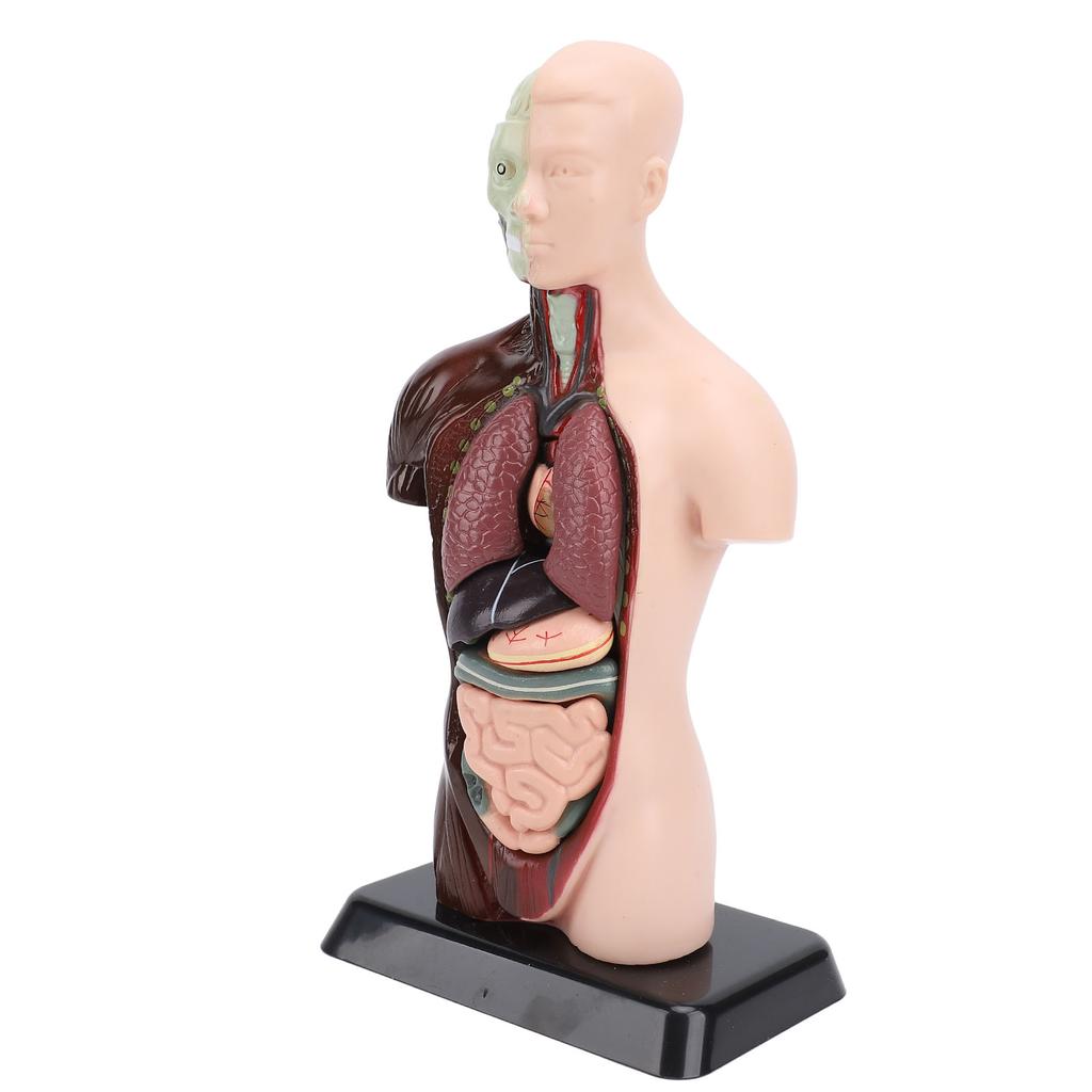 Model lidského těla, anatomie, fyziologie, struktura, orgány, vzdělávací sada pro vědeckou učebnu