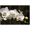 Feeby Three piece picture canvas print, White orchid