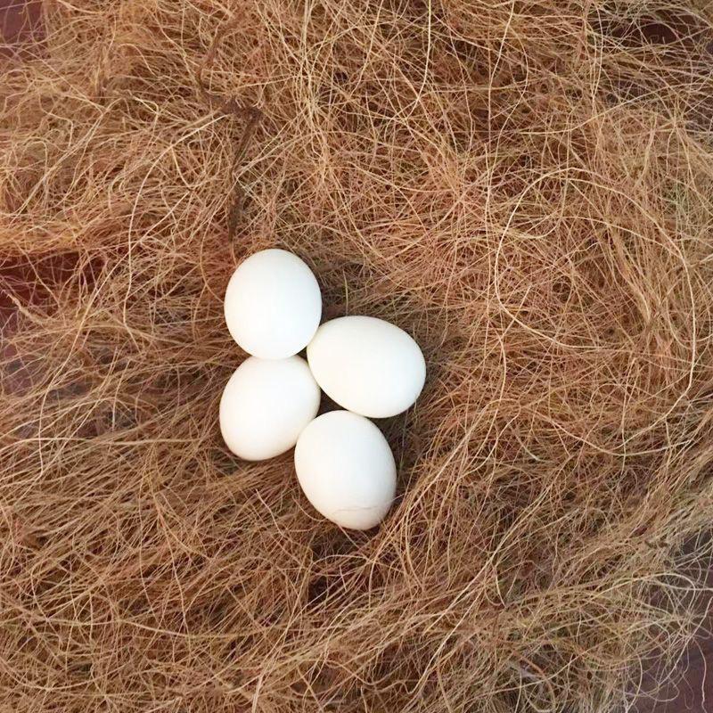 50g Coconut Palm Silk Coconut Shell Silk Greening Covering Potted Coconut Silk Paving Decorative Bird's Nest Bedding Breathable Grass Silk