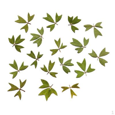 0pcs Pressed Natural Dried Flowers Real Leaves For Crafts Material
