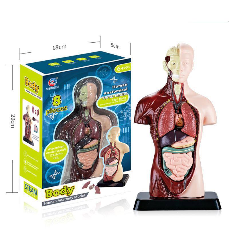 3D Human Body Torso Model For