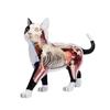 Model anatomic de pisică, model de anatomie de organe animale, jucărie de asamblare a inteligenței pisicii
