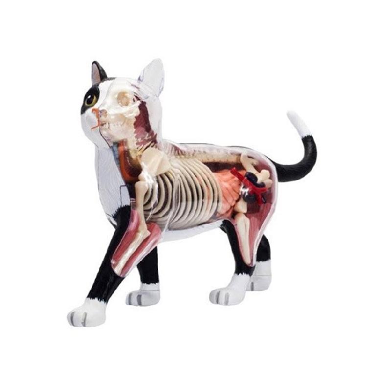 Cat Anatomical Model Animal Organ Anatomy Model Cat Intelligence Assembling Toy 1