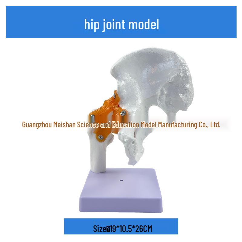 1:1 Human Skeletal Joint Models: Knee, Shoulder, Elbow, Hand, Foot, Hip