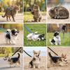 Köpek – Köpek Tasmaları ve Tasma Kayışları