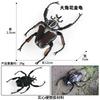 Spiders Dragonfly Gogga Model Realistic Scarab Toy for Kids and Collectors Toy Decorative Collection Gift