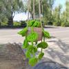 Boho Car Plant Crochet Hanging Basket Ornaments Hand Knitting Potted Hanging Plant Rear View Mirror Pendants Car Decoration