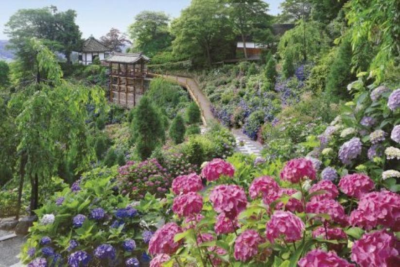 

Пазл Стремись быть пазлом Гортензия, цветущая в храме Ёсиминэдзи, Киото Пазл на 1000 деталей Мастер! - - (50x75cm)