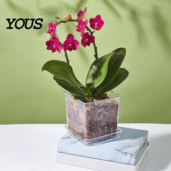 Orchid Planter for Phalaenopsis Clear with Saucer, Square Plant Pot Hydrophobic Succulents Drainage Holes, Transparent Flowerpot Phalaenopsis,