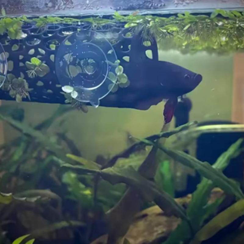 Kampffisch Ruhe-Tunnel Versteck Höhle Aquarium Dekor Zubehör Fischbecken Ornament für Kampffisch Unterschlupf Sicherer Ruheplatz & Wasserlandschaft Dekor