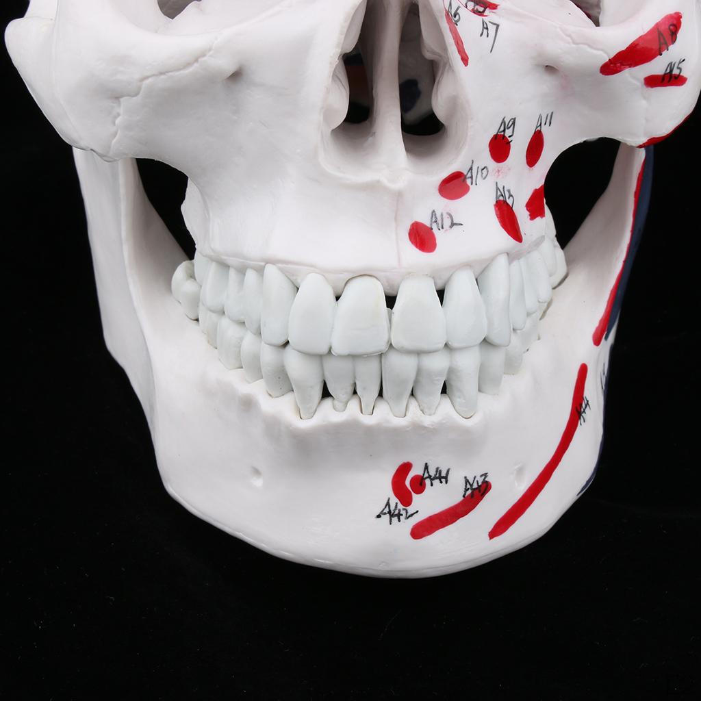 Brain Head and Muscle of Skull Model