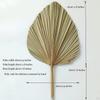 Dried Palm Leaves Real Boho Fans Tropical for Wedding Kitchen
