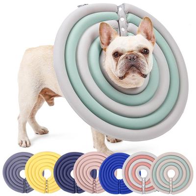 Cães – Cuidados de cães