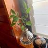 KINOKINO Vase Small Glass Flower Single Stem 3-Piece Set Stylish Scandinavian Transparent Mini Jute String Ikebana Hydroponics Interior