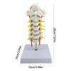 Anatomical Cervical Vertebrae Model Featuring Arteries Nerves Vertebral Discs Medicals Training Tool