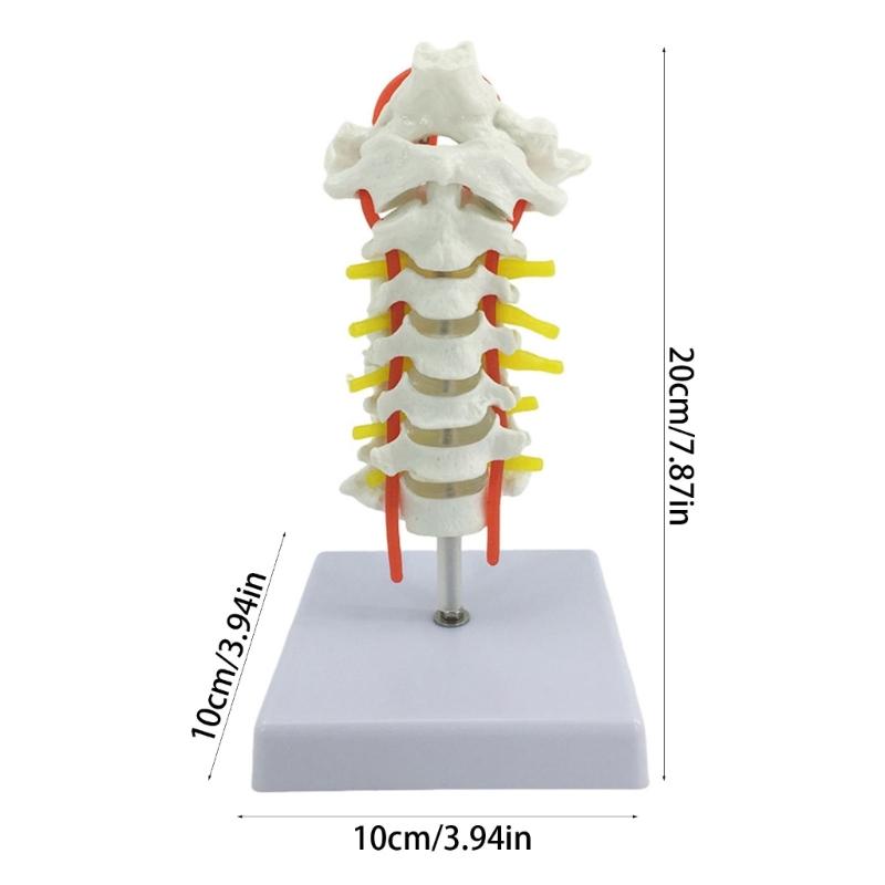 Anatomical Cervical Vertebrae Model Featuring Arteries Nerves Vertebral Discs Medicals Training Tool