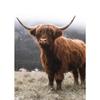 Scottish Highland Cow Wild Animal Nordic Nature Landscape Poster Canvas Painting Wall Art Pictures for Room Home Farmhouse Decor