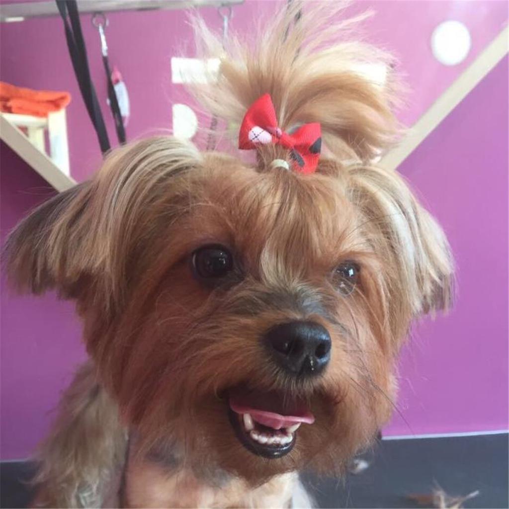 Pet Dog Cute Hair Bows Rubber Bands Pet Cat Grooming Puppy Topknot Colorful Hair Accessories