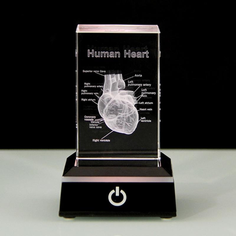 3D Lasers Etched Crystal Human Organs Model Anatomical Heart/Teeth Figurines Glass Paperweight with LED Base Doctor