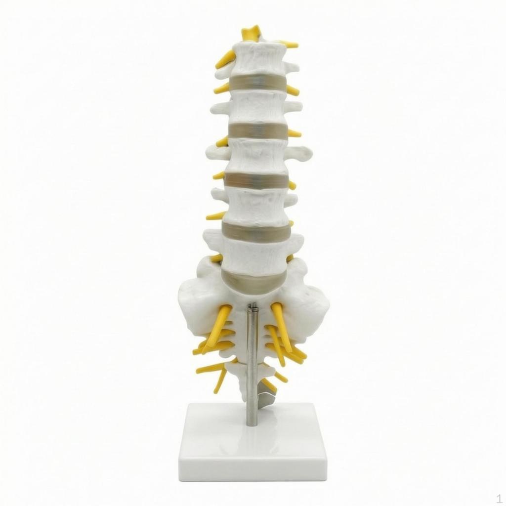 Human Spine Model Medical Vertebrae Desktop for Chiropractors, Teachers, Classroom