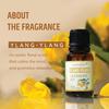 Aromahpure Fragrance Oil |15 ml| Ylang - Ylang Aroma Oil for Home Fragrance | Best for Aromatherapy|Used in Diffusers, Candles, Air Fresheners