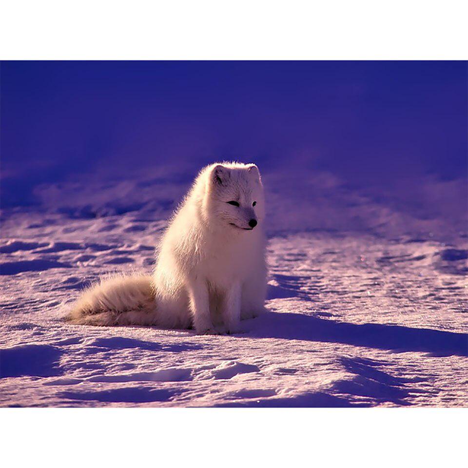 Алмазная Живопись Полный Круглый Алмаз DIY 5D Вышивка Распродажа Животное Лиса Картина 20X30CM