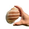 Natural Conch Seashell Aquarium Decor for Hermit Crabs