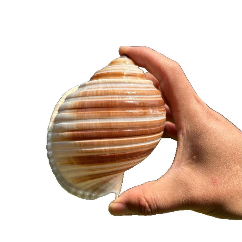 Natural Conch Seashell Aquarium Decor for Hermit Crabs