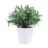 Buxus Sinica Rehd Eucalyptus Robusta Potted Plant Indoor Decor For Home
