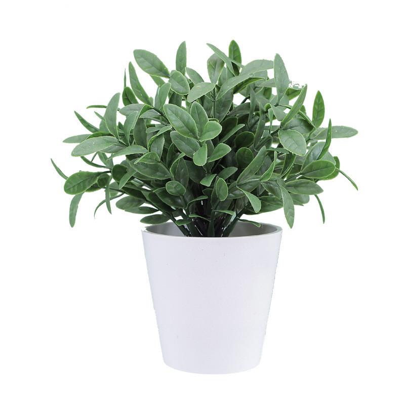 Buxus Sinica Rehd Eucalyptus Robusta Potted Plant Indoor Decor For Home