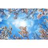 Murale 3D per Soffitto e Parete Cielo Azzurro Nuvole Bianche Fiori di Ciliegio Rosa Murale Soggiorno Camera dei Bambini Carta da Parati per Soffitto