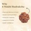 Astrotalk Nepal Origin 4 Mukhi Rudraksha | Boost Creativity & Intellectual Growth | Clarity, Confidence & SelfExpressio