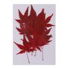 12pcs Natural Real Dried Leaves Maple Leaf for Christmas Making
