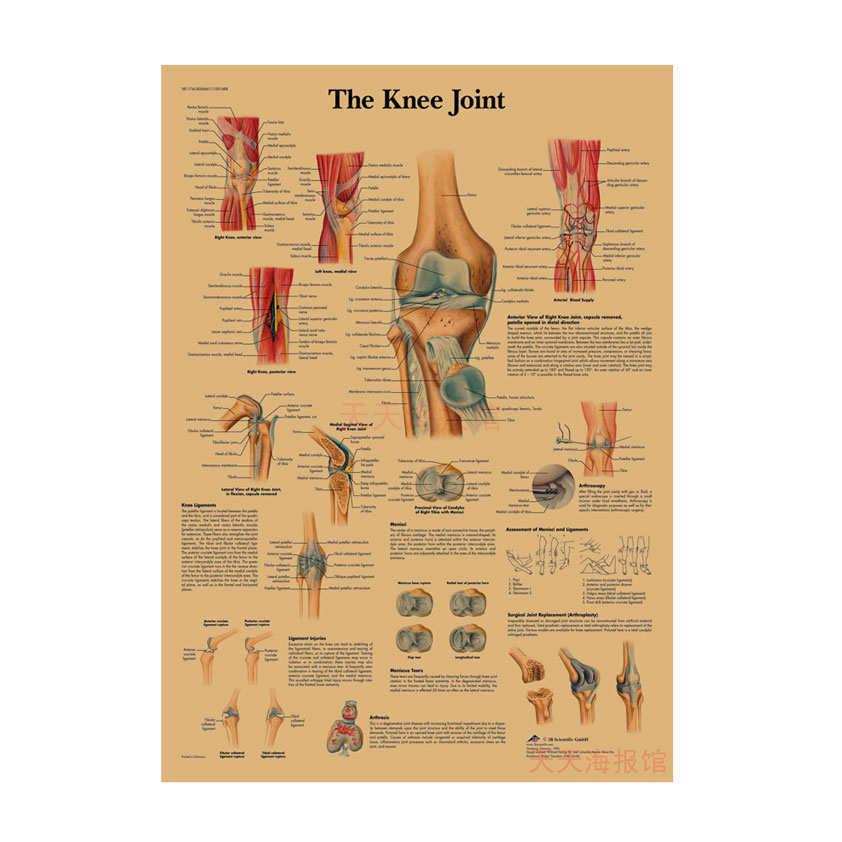 Anatomie kosterního svalstva Diagram Retro plakát pro výzdobu třídy Nástěnné umění (584)