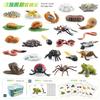 Simulation Animal Growth Cycle Storage Box Set Ornament Mosquito Spider Ladybug Frog Earthworm Snail Model