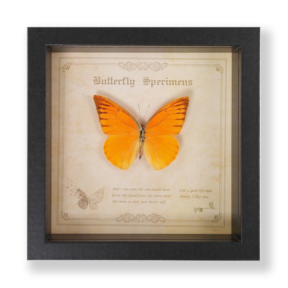 Green Banded Swallowtail Butterfly Specimen Decorative Painting - Real Insect for Display