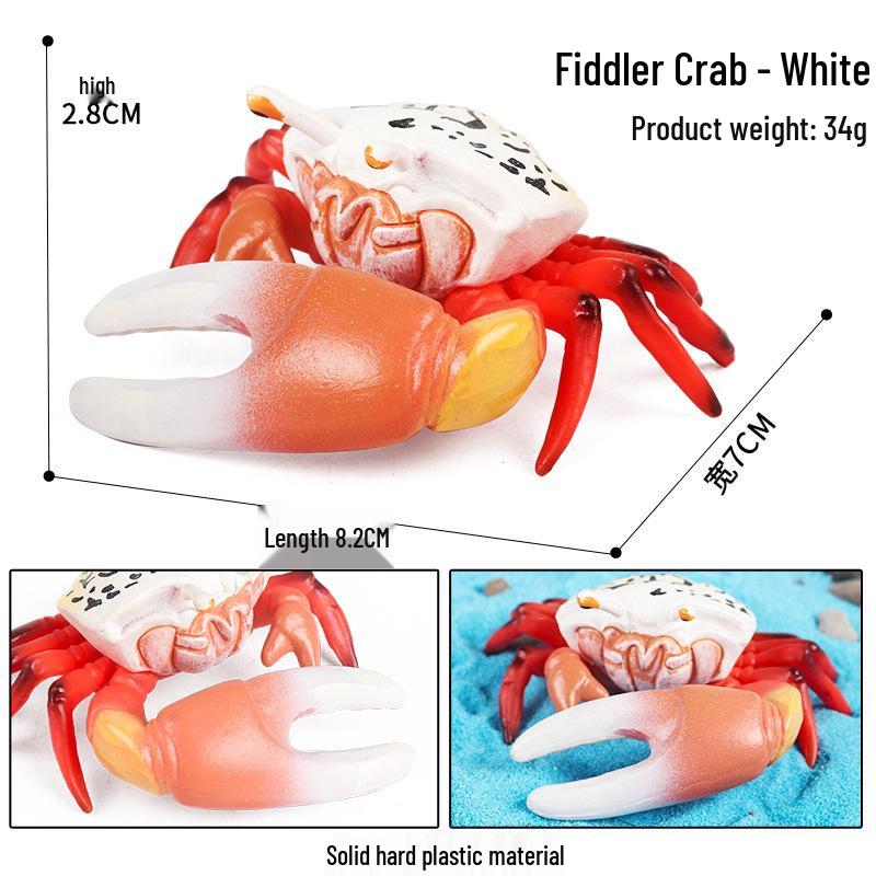 Children's Cognitive Toy: Hermit Crab Marine Animal Model Ornament