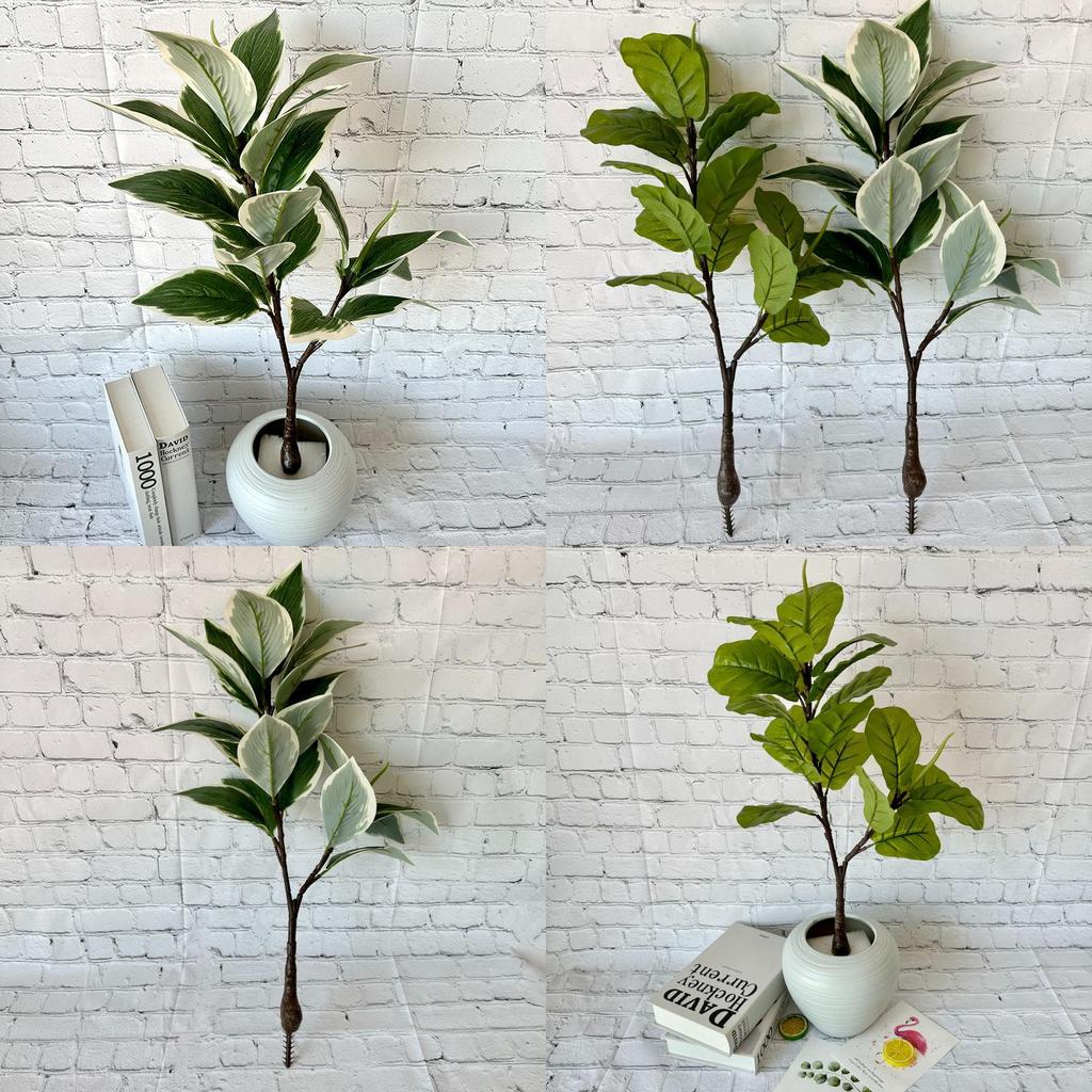 Grüne Topfpflanze Bonsai mit weißen Rändern für Heimdekoration und Foto-Requisiten