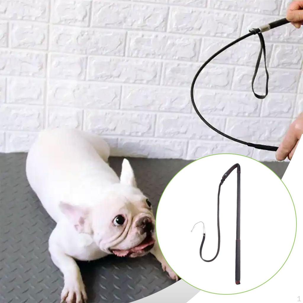 Dog Training: Obedience Training, Exercise, Discipline, Behavior Training with The - Strum