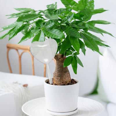 Heart Shape Clear Self Watering Bulb Slow Watering Bulb Planter Insert Release Automatic Plant Device Houseplants