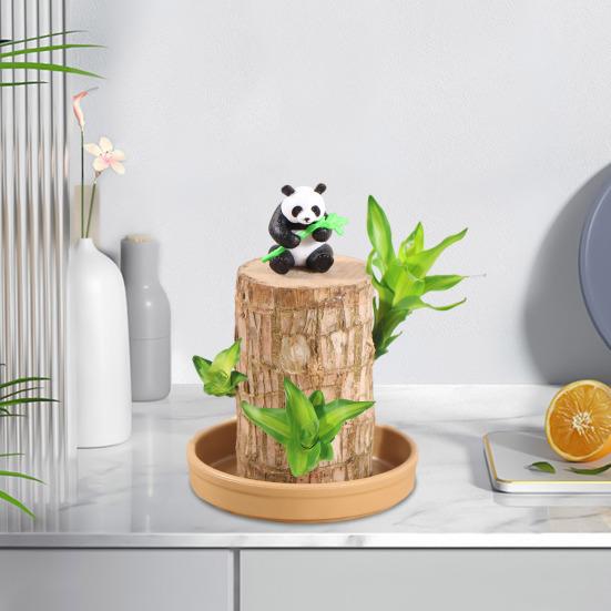 

Бразильское дерево Гидропонное растение Lucky Wood Растение Бразильское дерево Простое в обслуживании Настольный компьютер A