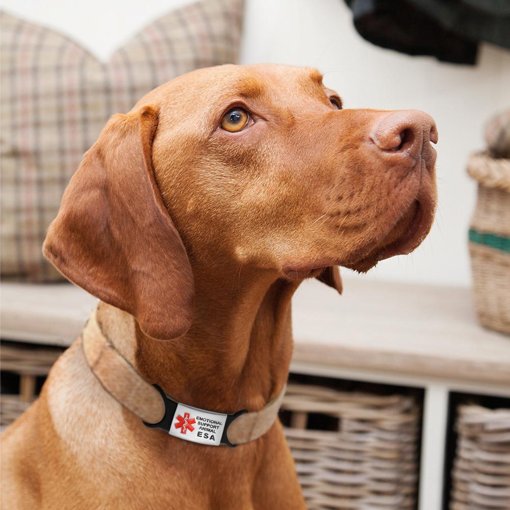 support animal collar