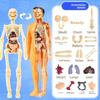 3D Human Body Torso Model For Kid, Anatomy, Skeleton, Removable, Simulation, Organ And Skeleton, Detachable Bone Body Models New