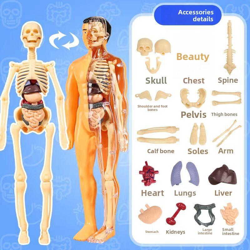 3D Human Body Torso Model For Kid, Anatomy, Skeleton, Removable, Simulation, Organ And Skeleton, Detachable Bone Body Models New