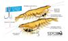 Chasebaits Flick Prawn King Heavy 180 Mm 71 Grams Sinking Lure 06 (6215)