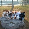 Cat Plush Toy Black White Short Fur With Large Eyes For Kids And Collectors