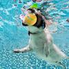Fernbedienung Intelligenter Hundeball Selbstbewegend LED-Licht IP54 Wasserdicht USB-wiederaufladbar Interaktives Spielzeug für mittelgroße bis große Hunde