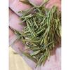 Premium Bio Anji Huang Jin Ya Golden Bud Hochgebirgs-Grüntee Anji BaiCha