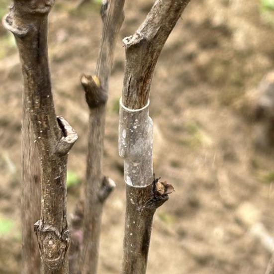 Silicone Grafting Sleeves Elastic Thin-Walled Grafting Tubes Rapid Plant Bonding Grafting Tools for Fruit Trees