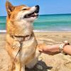 ArgusCollar Sold Dog Stylish Greek Vegan Leather (Argos Collar) [Collar Individually] Collar, Brand,